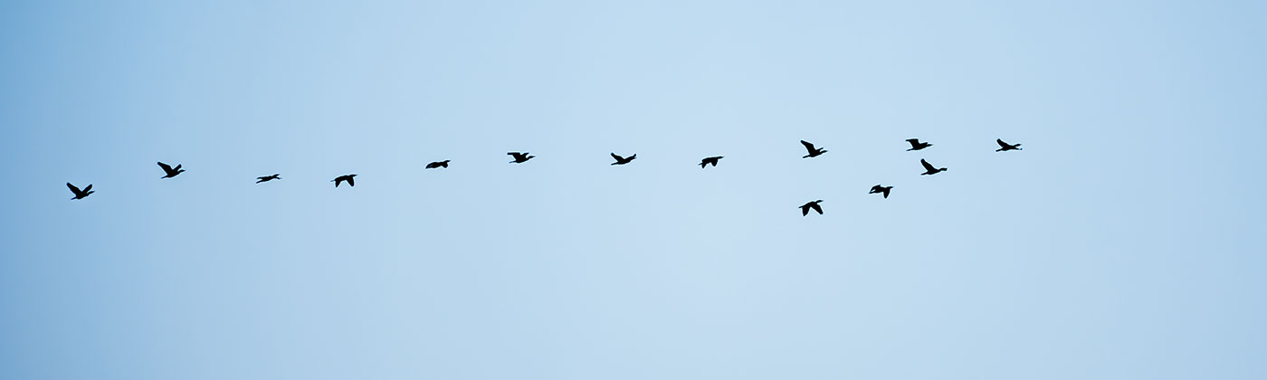 Stockfoto-Zugvögel